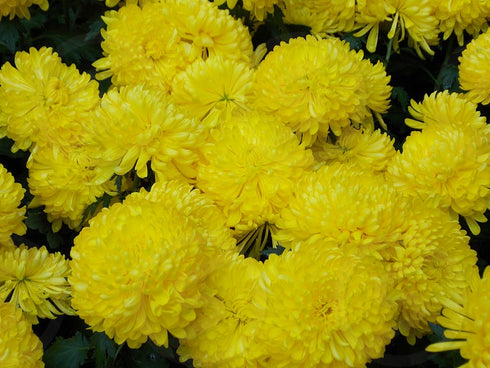 Yellow-master aster